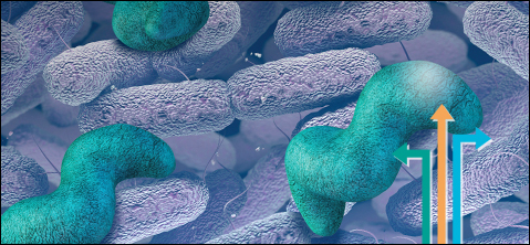 img_multiplex_salmonella-campylobacter-yersinia_web