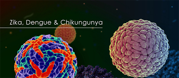 Dengue zika chikungunya deals