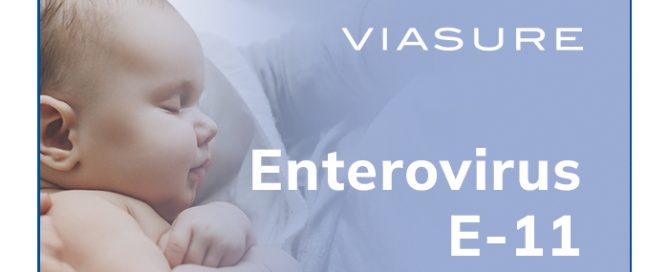 Enterovirus E11
