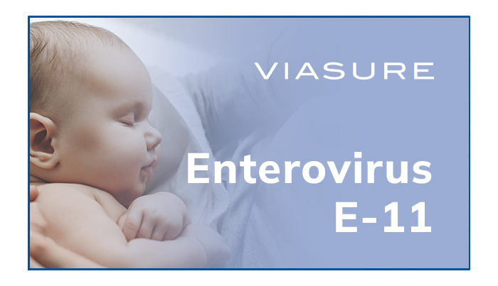 Enterovirus E11