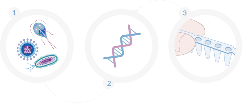 quick-lysis-scheme